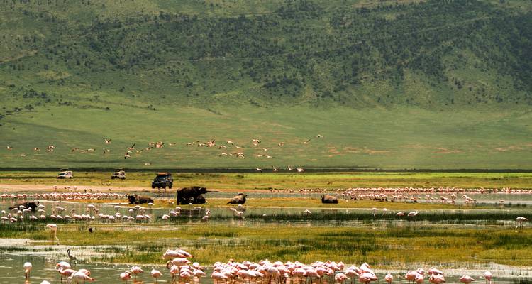 Desde Arusha Safari de 4 días por los Parques del Norte Tarangire, Serengeti, Cráter del Ngorongoro - Beach and Safari Holidays 10