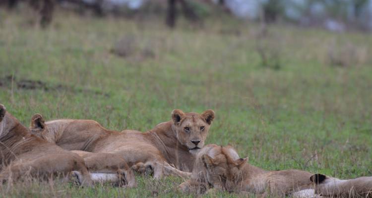 Lions resting on grassland plains.