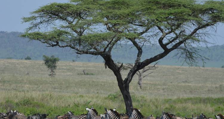 Herd of zebras under an acacia tree in a savanna.
