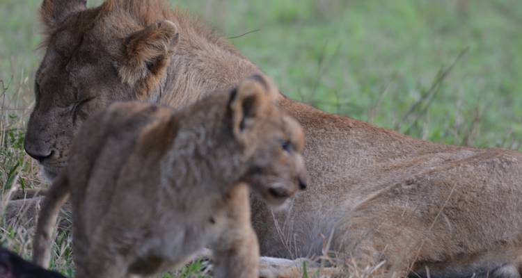 Lion and cub resting on grassland.