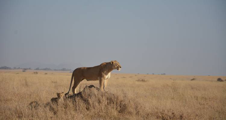 Lioness standing on a rock overlooking plains.