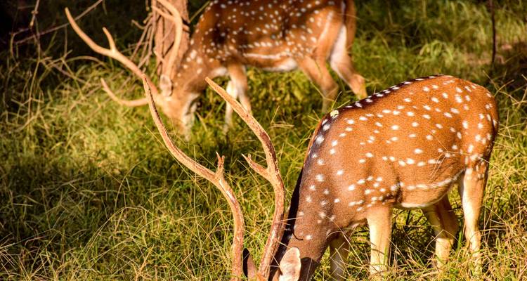 Zwei Hirsche grasen in einem grasbewachsenen Bereich.