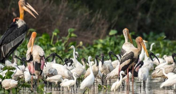 Prek Toal Birds Sanctuary and Tonle Sap Lake floating Village Private Boat  Tour - About Cambodia Travel & Tours 2