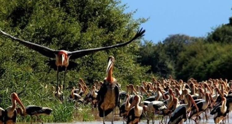 Prek Toal Birds Sanctuary and Tonle Sap Lake floating Village Private Boat  Tour - About Cambodia Travel & Tours 6