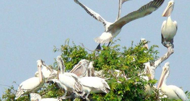 Prek Toal Birds Sanctuary and Tonle Sap Lake floating Village Private Boat  Tour - About Cambodia Travel & Tours 7