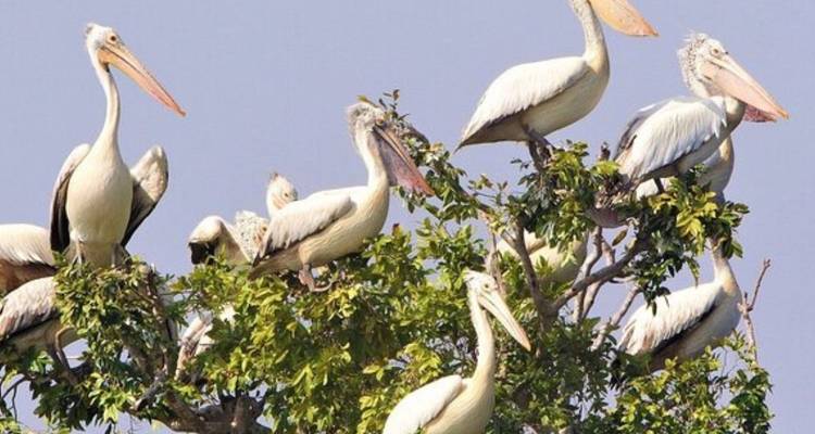 Prek Toal Birds Sanctuary and Tonle Sap Lake floating Village Private Boat  Tour - About Cambodia Travel & Tours 9