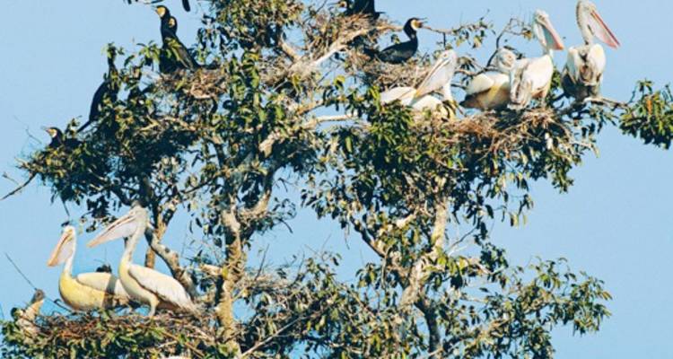 Prek Toal Birds Sanctuary and Tonle Sap Lake floating Village Private Boat  Tour - About Cambodia Travel & Tours 10
