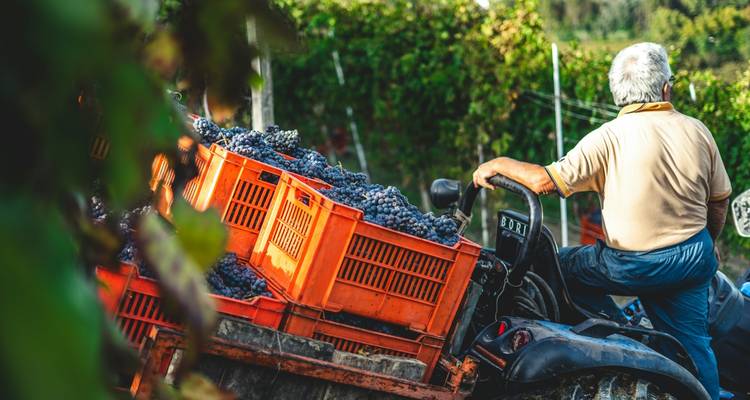 Dégustation de vin et escapade dans les vignobles près de Tirana - Choose Balkans 6