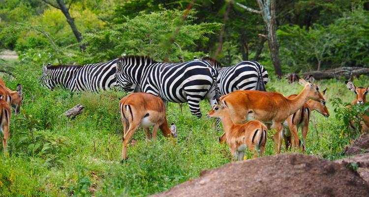 Desde Arusha : 5 días Tanzania por Carretera y desde Arriba Safari Experience,Serengeti, Pololeti Game Reserve - Beach and Safari Holidays 9