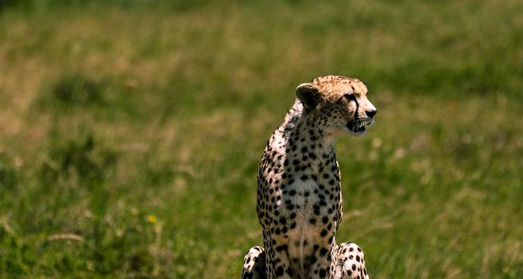Desde Arusha : 5 días Tanzania por Carretera y desde Arriba Safari Experience,Serengeti, Pololeti Game Reserve - Beach and Safari Holidays 1