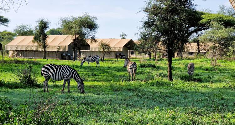 Desde Arusha : 5 días Lo Mejor de la Experiencia Safari por los Parques Nacionales de Tanzania, Serengeti, Lago Manyara, Tarangire - Beach and Safari Holidays 9