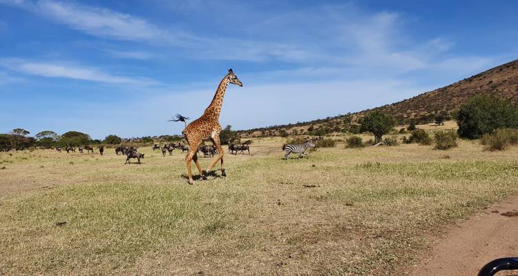 Desde Arusha : 5 días Lo Mejor de la Experiencia Safari por los Parques Nacionales de Tanzania, Serengeti, Lago Manyara, Tarangire - Beach and Safari Holidays 10