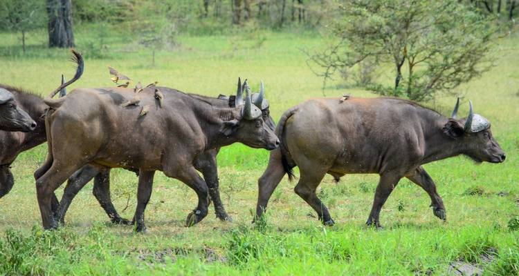 Desde Arusha : Expedición Safari de 6 días por el Serengeti y más, Lago Natrón, Flamencos - Beach and Safari Holidays 3
