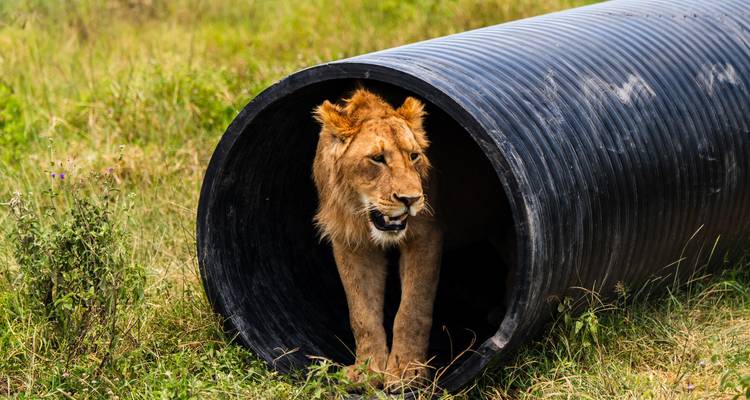 From Arusha : 6 Days Safari through the Serengeti, including the World-Famous Crater - Beach and Safari Holidays 2