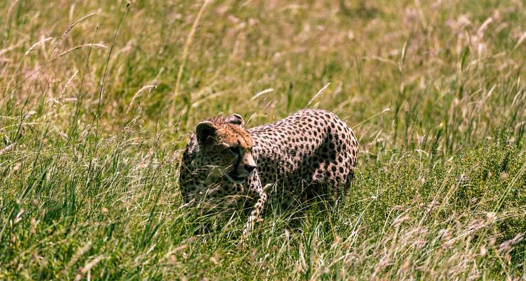 From Arusha : 6 Days Safari through the Serengeti, including the World-Famous Crater - Beach and Safari Holidays 3