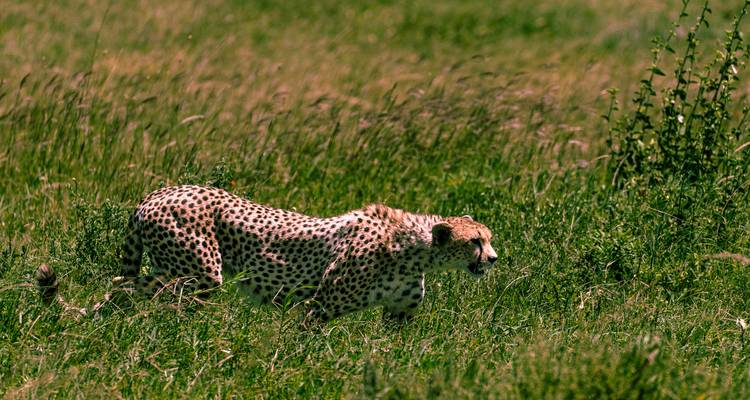 Gepard, der durch hohes Gras in einer Savanne läuft.