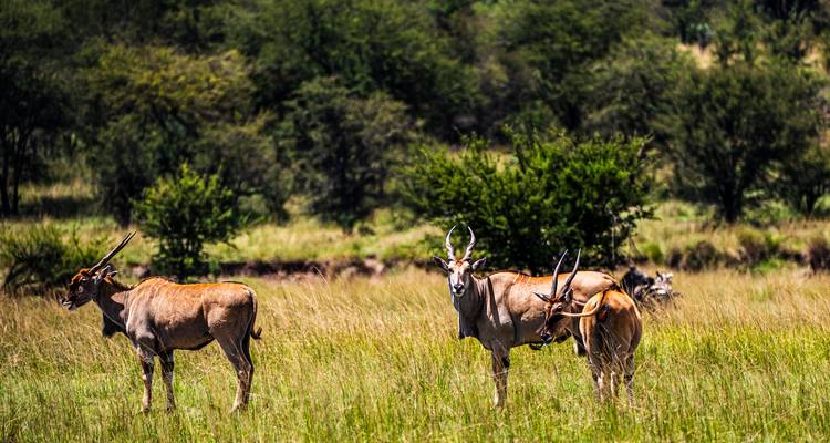 From Arusha 6 days Journey Through Lakes, Savannah, and Craters: Tanzania's Icons  Lake Natron,Serengeti safari trip - Beach and Safari Holidays 10