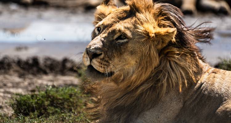 From Arusha 6 days Tanzanian Splendours, Expedition Across Iconic Reserves, Tarangire, Lakes Ndutu/ Manyara, Serengeti Safari - Beach and Safari Holidays 8