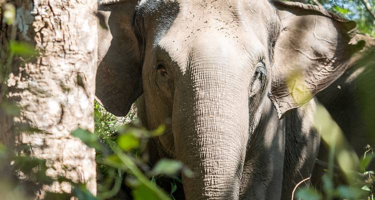 Explorador de la fauna de Umphang - Go Beyond 6