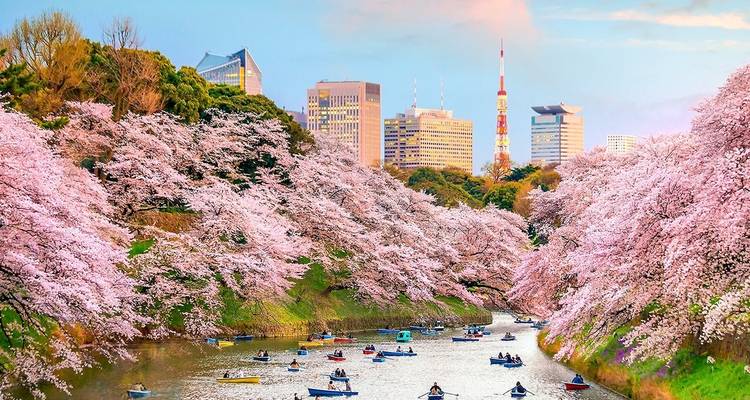 10 DaysJapan Cherry Blossom Family Tour with Teenager (private guide & driver） - UME Travel Co. Ltd 2