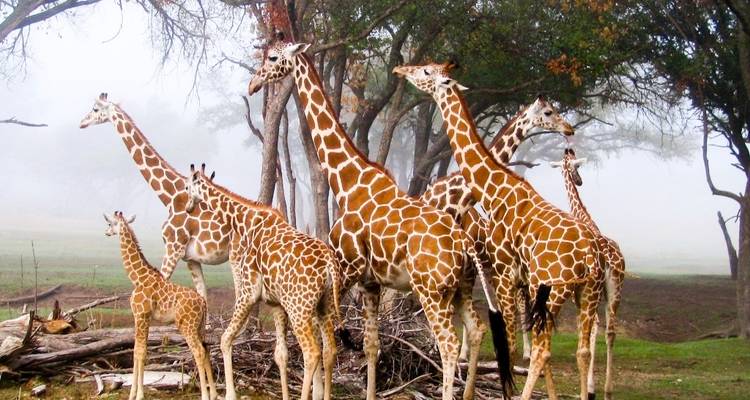 Escala en Nairobi centro de jirafas (orfanato de animales opcional) - Gracepatt Ecotours Kenya 2