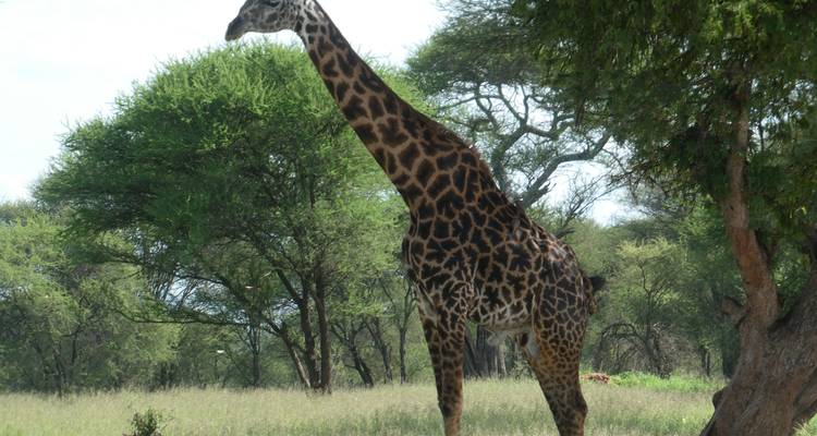 Kilimanjaro Climbing Via Marangu Route 6 days + 2 days Safari - theKili-Guides 4