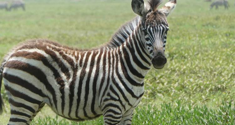 Kilimanjaro Climbing Via Marangu Route 6 days + 2 days Safari - theKili-Guides 6