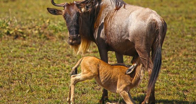 From Arusha : 7 Days Discover the real Africa from Lake Manyara Safari trip experience - Beach and Safari Holidays 9