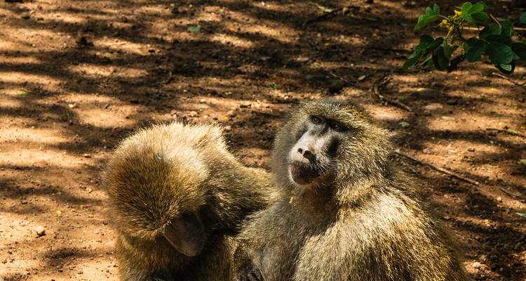 From Arusha : 7 Days Discover the real Africa from Lake Manyara Safari trip experience - Beach and Safari Holidays 8