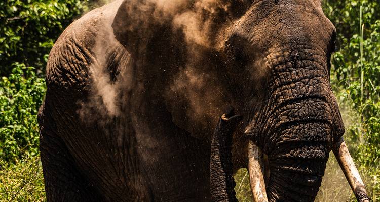 From Arusha : 7 Days Discover the real Africa from Lake Manyara Safari trip experience - Beach and Safari Holidays 6