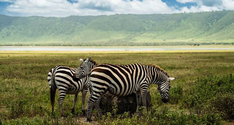 Desde Arusha 7 días Expedición por Carretera a África: Avistamiento de los Cinco Grandes en Tanzania Viaje Safari Serengeti,Tarangire, Lago Natron - Beach and Safari Holidays 7