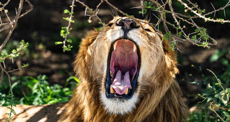 From Arusha 8 days Safari Serengeti Round Trip :  Tarangire, Lake Natron,Ngorongoro - Beach and Safari Holidays 3