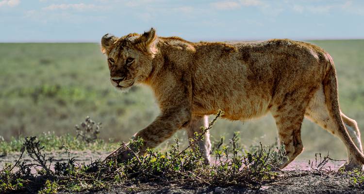 From Arusha 8 days Safari Serengeti Round Trip :  Tarangire, Lake Natron,Ngorongoro - Beach and Safari Holidays 7
