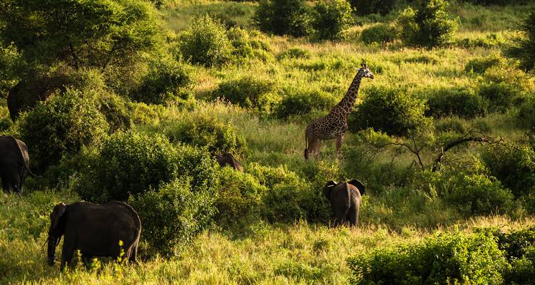 Desde Arusha 8 días de Aventura en Safari por Tanzania: Tarangire, Serengeti, Paseo de los Flamencos - Beach and Safari Holidays 7