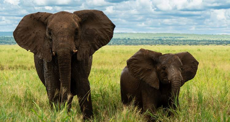 Desde Arusha 8 días de Aventura en Safari por Tanzania: Tarangire, Serengeti, Paseo de los Flamencos - Beach and Safari Holidays 5