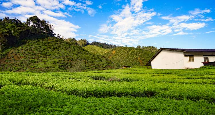 Aventure dans les Cameron Highlands au départ de Kuala Lumpur (privé sur mesure) - Odynovo 1