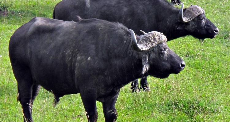 Twee buffels staan in een weelderig groen veld.