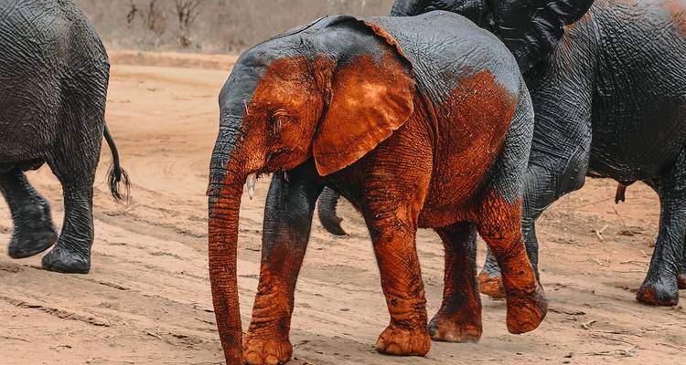 Jonge olifant bedekt met rode aarde lopend naast volwassenen.