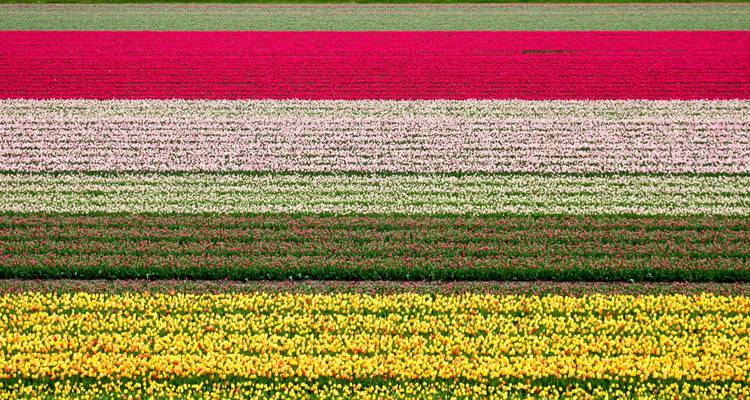 Springtime in Holland (port-to-port cruise) - DOUCE FRANCE - CroisiEurope River Cruises 1