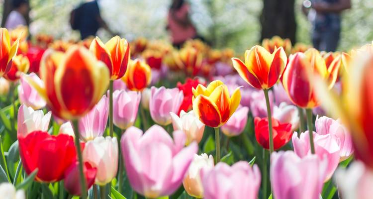 Springtime in Holland (port-to-port cruise) - LAFAYETTE - CroisiEurope River Cruises 3