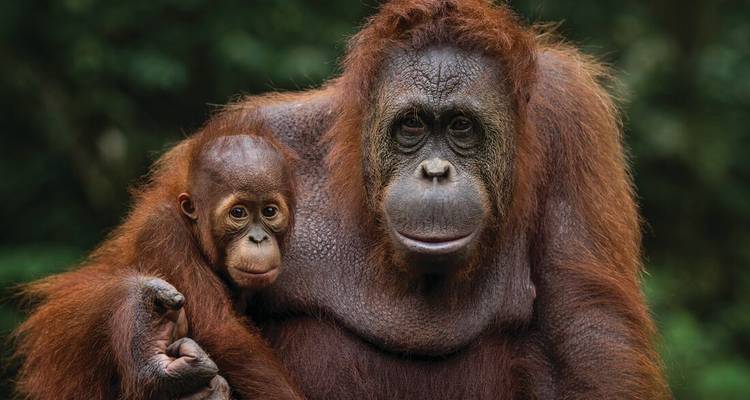 Wild Sarawak (14 destinations) - Intrepid Travel 1