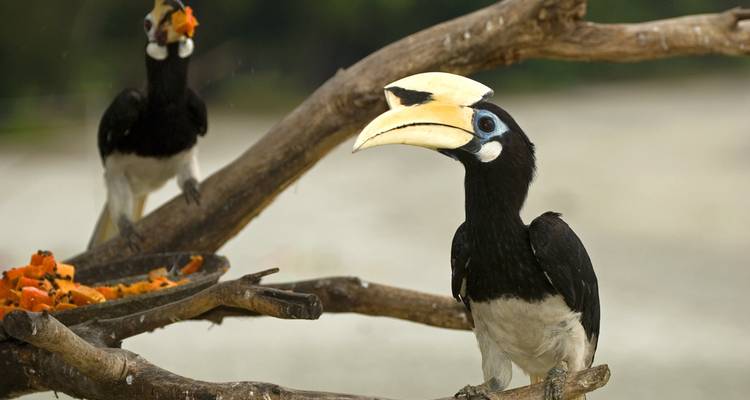 Wild Sarawak (14 destinations) - Intrepid Travel 7
