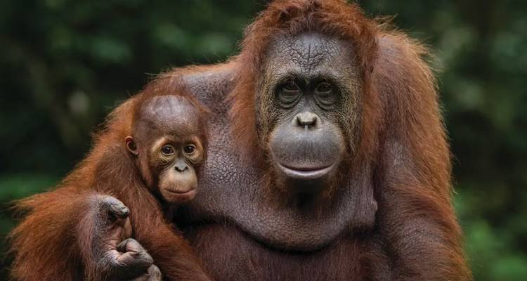 Sarawak sauvage (14 destinations) - Intrepid Travel 2
