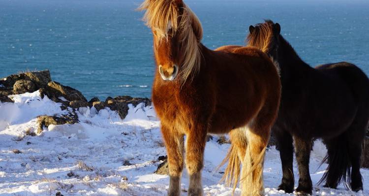 Crucero en velero y ruta de descubrimiento del noreste de Islandia - DIAMIR Erlebnisreisen 5