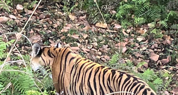 Taj Mahal y joyas de Madhya Pradesh con el Parque Nacional de Bandhavgarh , Orchha y Khajuraho - K K Holidays N Vacations  2