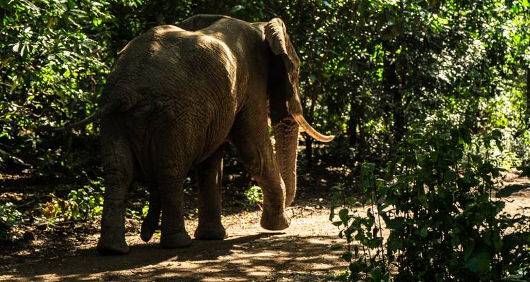 Elefant, der durch ein bewaldetes Gebiet läuft.