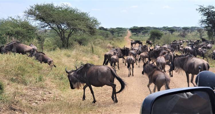 From Arusha  8 days Tanzanian Splendours: From Wildlife to Wonders, Tarangire, Lake Natron, Flamingos,Ngare Sero Waterfall Safari Trip - Beach and Safari Holidays 9