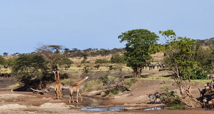 From Arusha  8 days Tanzanian Splendours: From Wildlife to Wonders, Tarangire, Lake Natron, Flamingos,Ngare Sero Waterfall Safari Trip - Beach and Safari Holidays 8
