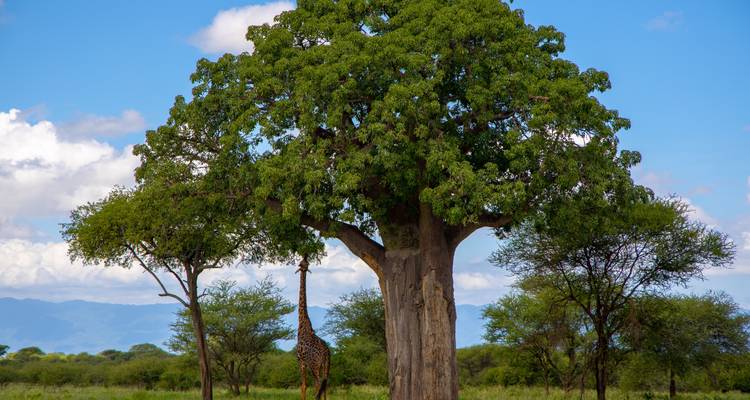 From Zanzibar 9 days Wildlife Expedition Serengeti Safari, Pololeti Game Reserve, Lakes Natron, Ndutu - Beach and Safari Holidays 2