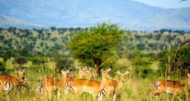 From Zanzibar 9 days Wildlife Expedition Serengeti Safari, Pololeti Game Reserve, Lakes Natron, Ndutu - Beach and Safari Holidays 9